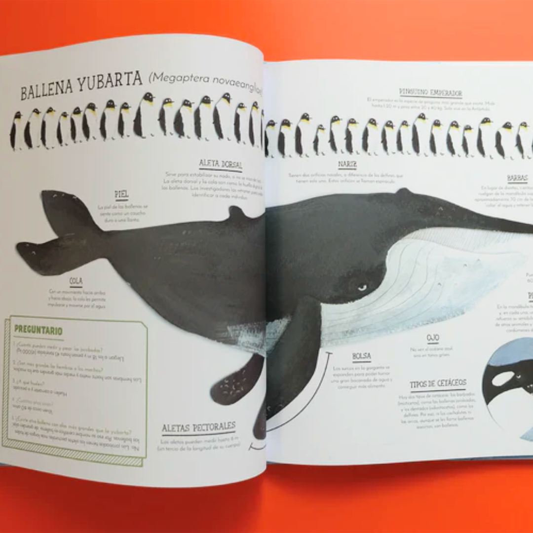 El vuelo de las jorobadas - Libro informativo ilustrado