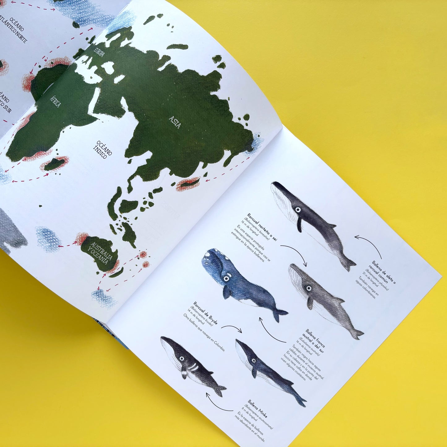 El vuelo de las jorobadas - Libro informativo ilustrado