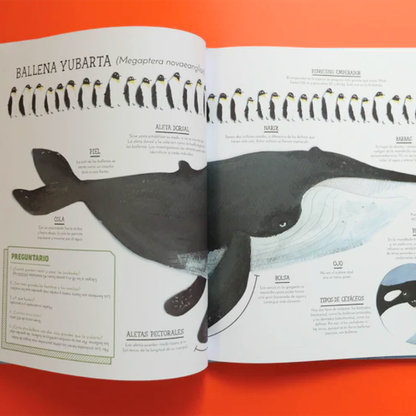 El vuelo de las jorobadas - Libro informativo ilustrado