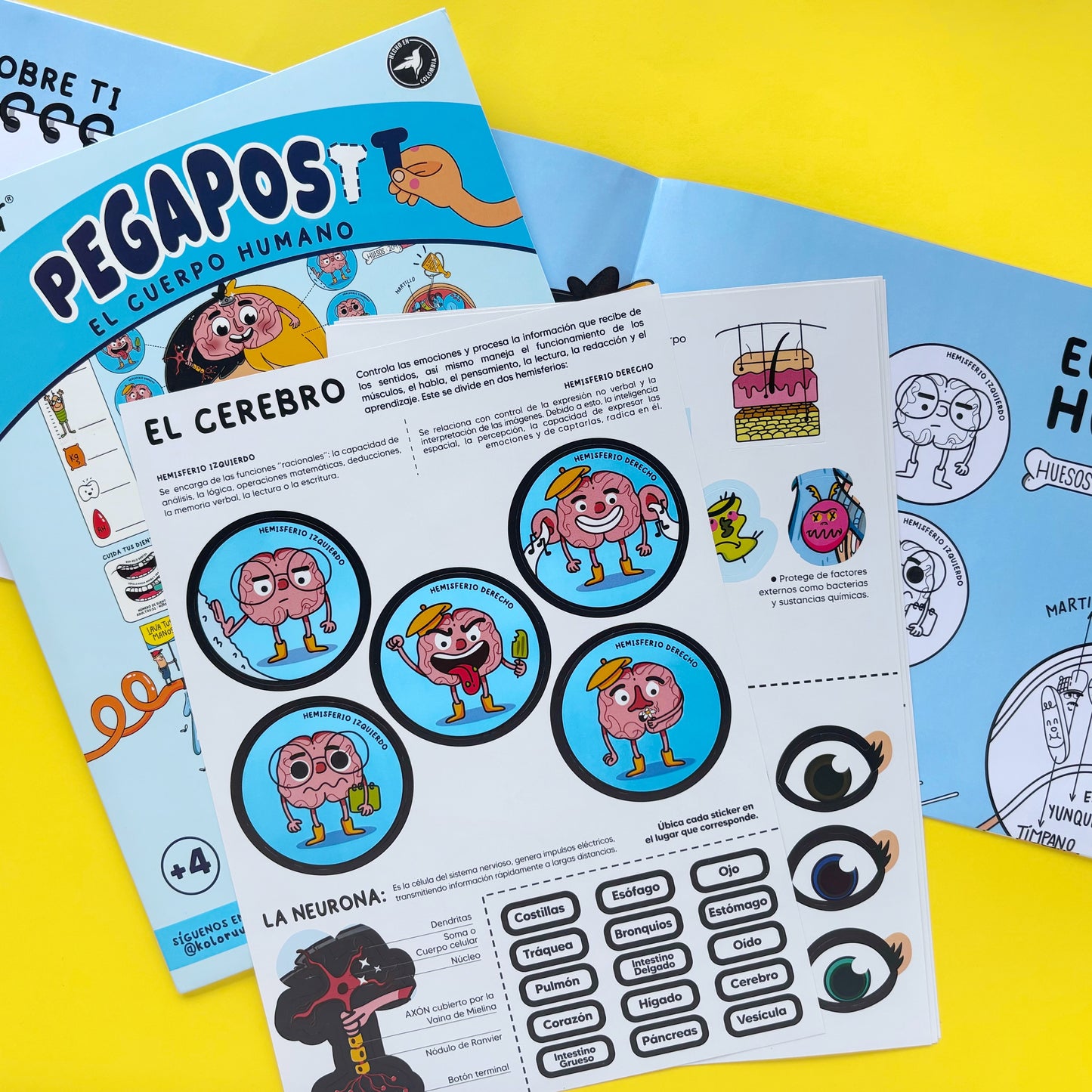 Póster gigante Pegapost – El cuerpo humano