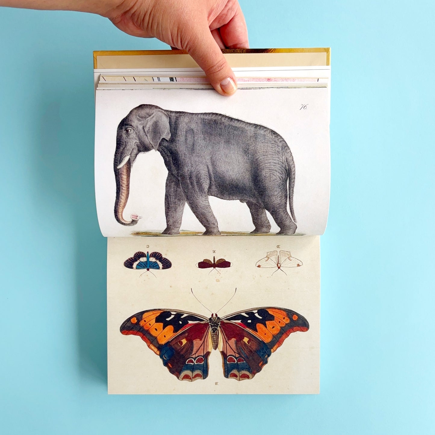 Libro de stickers John Derian Sticker Book