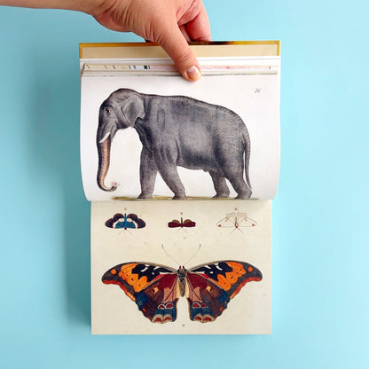 Libro de stickers John Derian Sticker Book