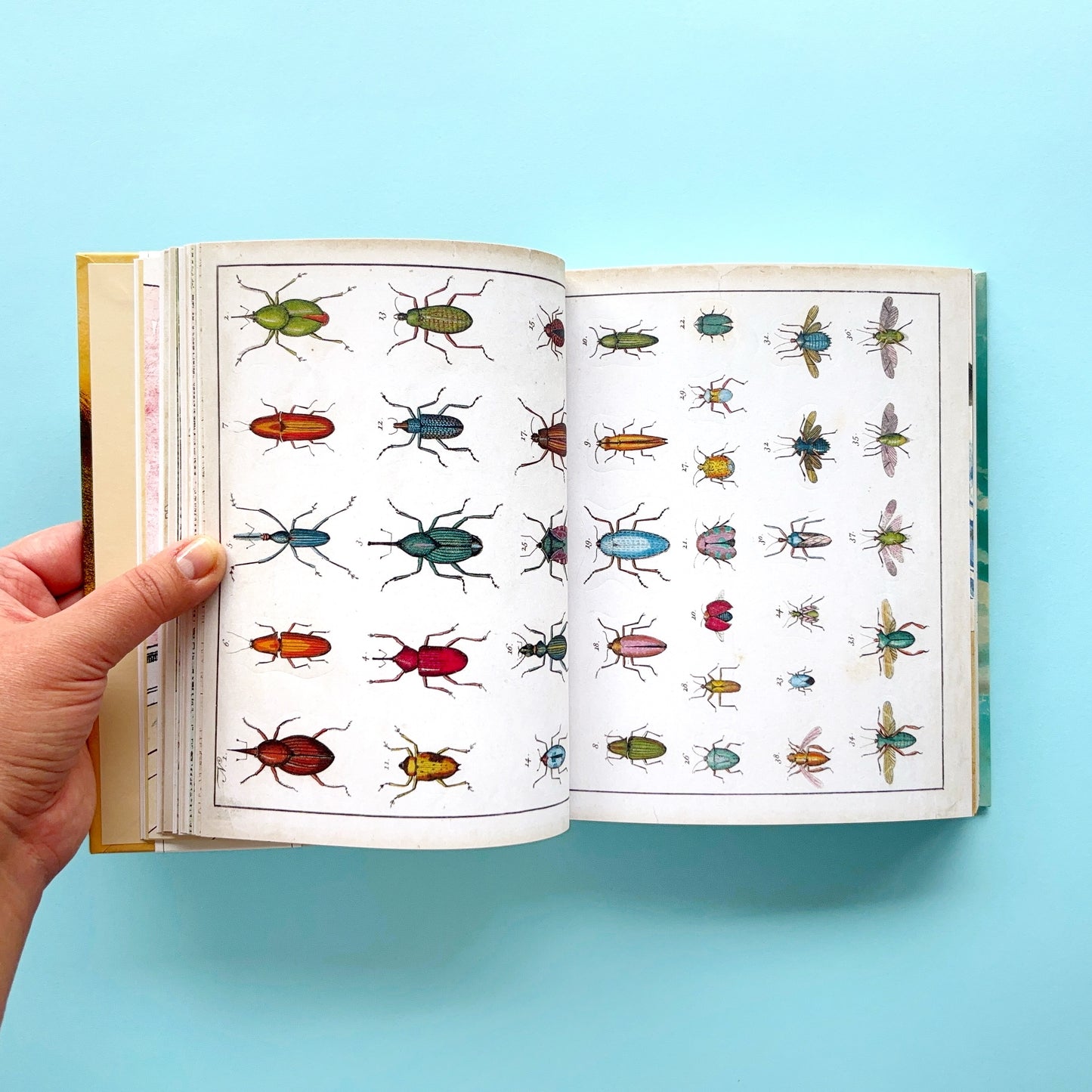 Libro de stickers John Derian Sticker Book
